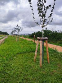 Pflegearbeiten an Hochst&auml;mmen | &Ouml;LF - &Ouml;kologischer Land- &amp; Forstbetrieb