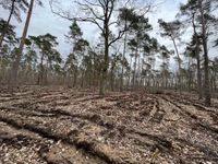 Unterbau Walderneuerung | &Ouml;LF - &Ouml;kologischer Land- &amp; Forstbetrieb