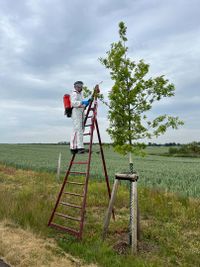 Pflanzenschutz Hochst&auml;mme | &Ouml;LF - &Ouml;kologischer Land- &amp; Forstbetrieb