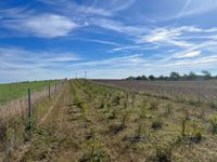 Anlage und Pflege von Flurgeh&ouml;lzhecken | &Ouml;lf - &Ouml;kologischer Land- &amp; Forstbetrieb