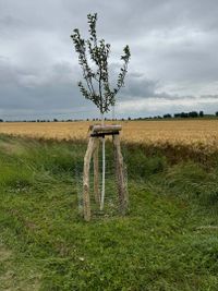 Obstbaumpflanzung mit Robiniendreibock (Hansfelde) | &Ouml;LF - &Ouml;kologischer Land- &amp; Forstbetrieb