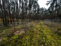 Anlage Streuobstwiese im FSC zertifizierten Waldrevier Wucker