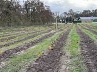 Erstaufforstung | &Ouml;LF - &Ouml;kologischer Land- &amp; Forstbetrieb