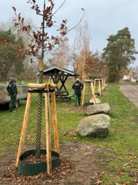 Hochstammpflanzung | &Ouml;LF - &Ouml;kologischer Land- &amp; Forstbetrieb